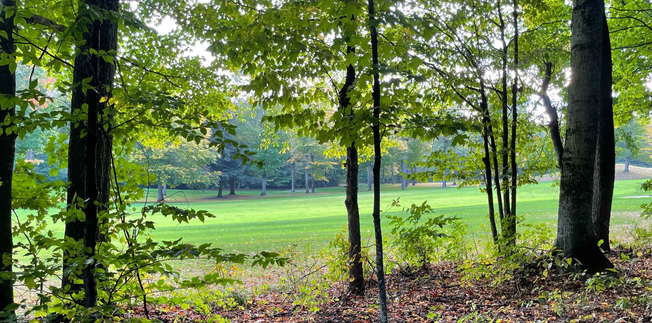 golf course view through trees